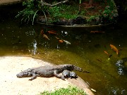 615  crocodile & turtles.JPG